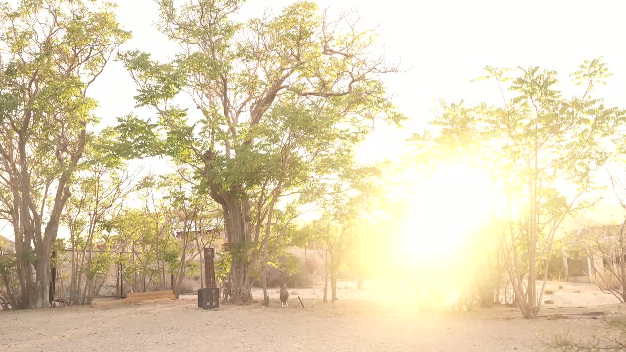 Sunlit desert trees at golden hour